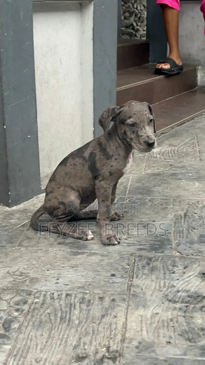 1-3 months Male Purebred Great Dane