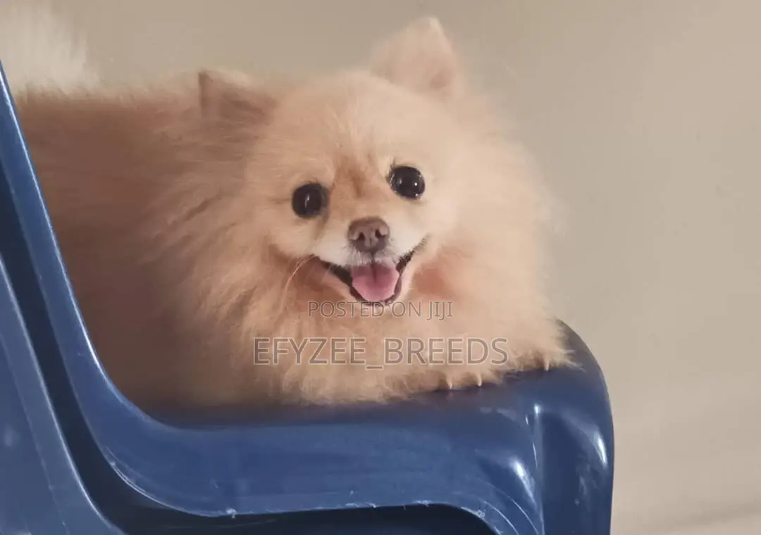 6-12 months Female Purebred Pomeranian