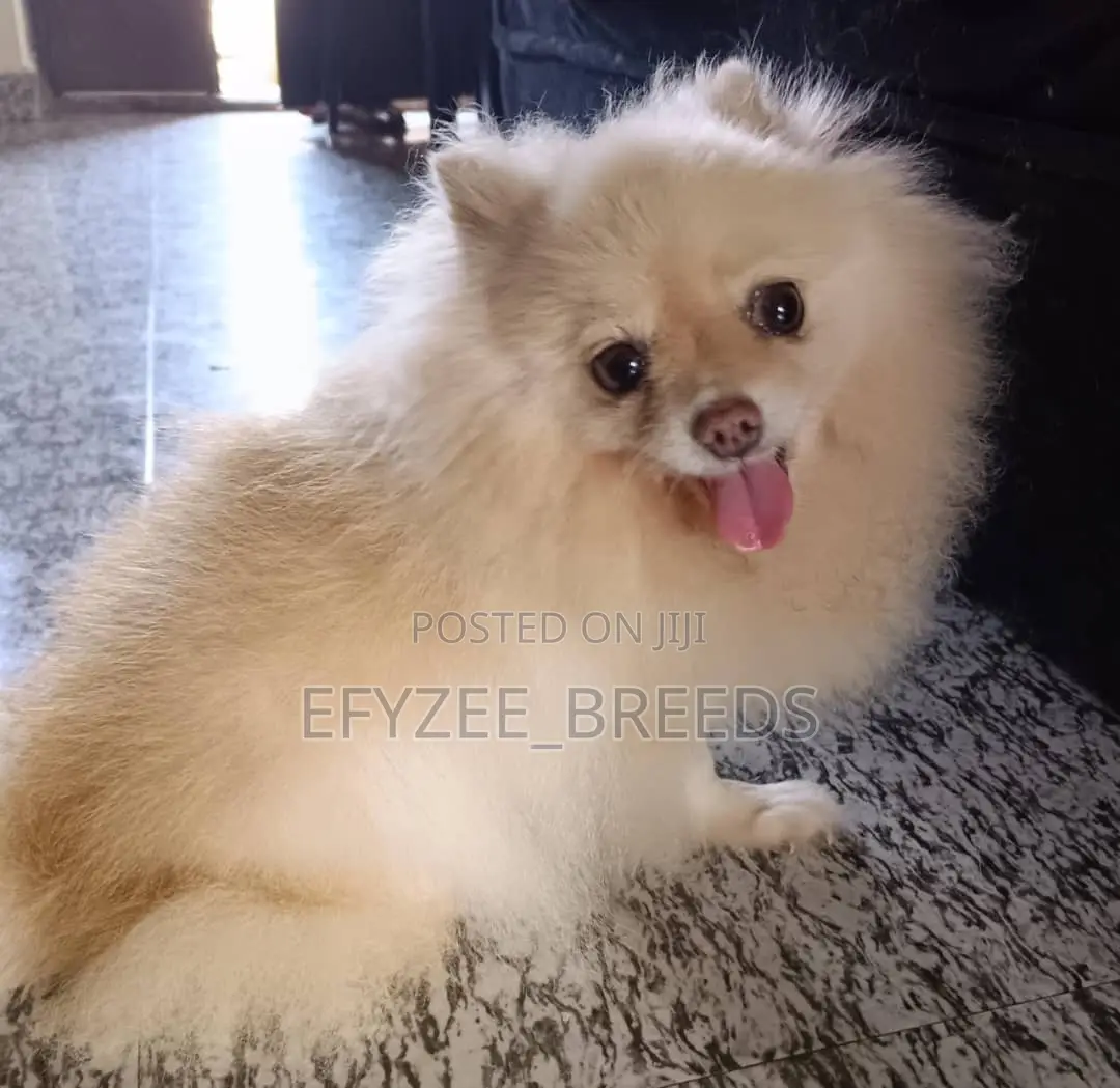 6-12 months Female Purebred Pomeranian