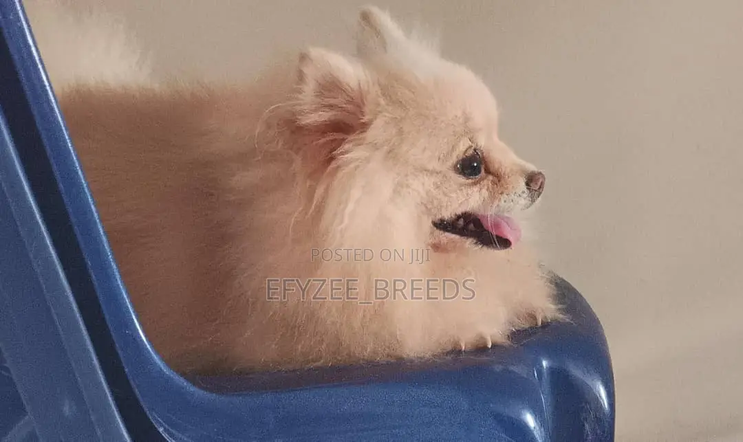 6-12 months Female Purebred Pomeranian