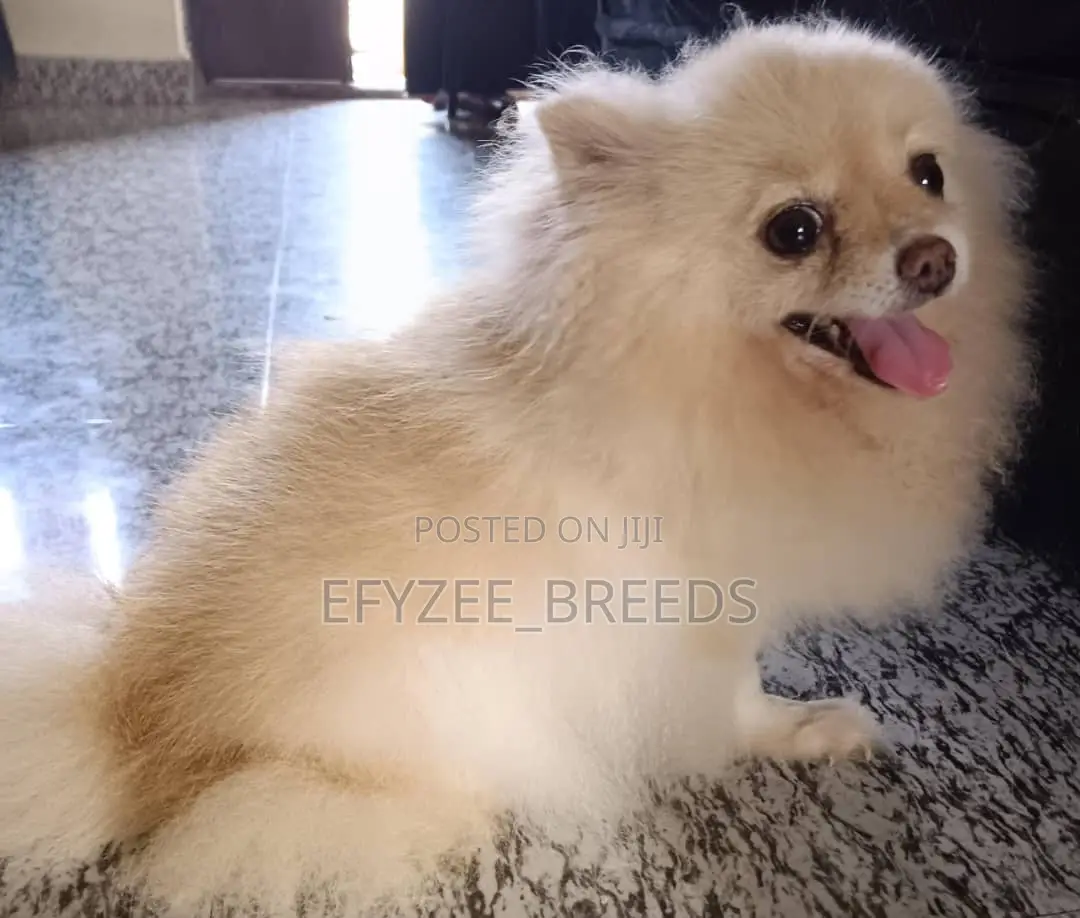 6-12 months Female Purebred Pomeranian