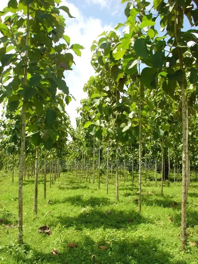 Teak Wood Seedlings Tectona Grandis