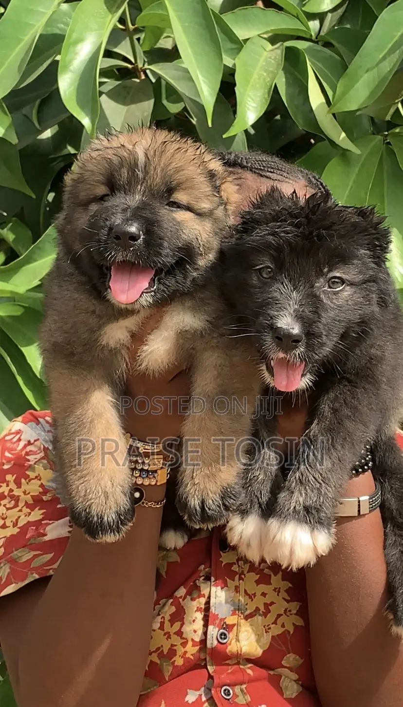 1-3 months Female Purebred Caucasian Shepherd