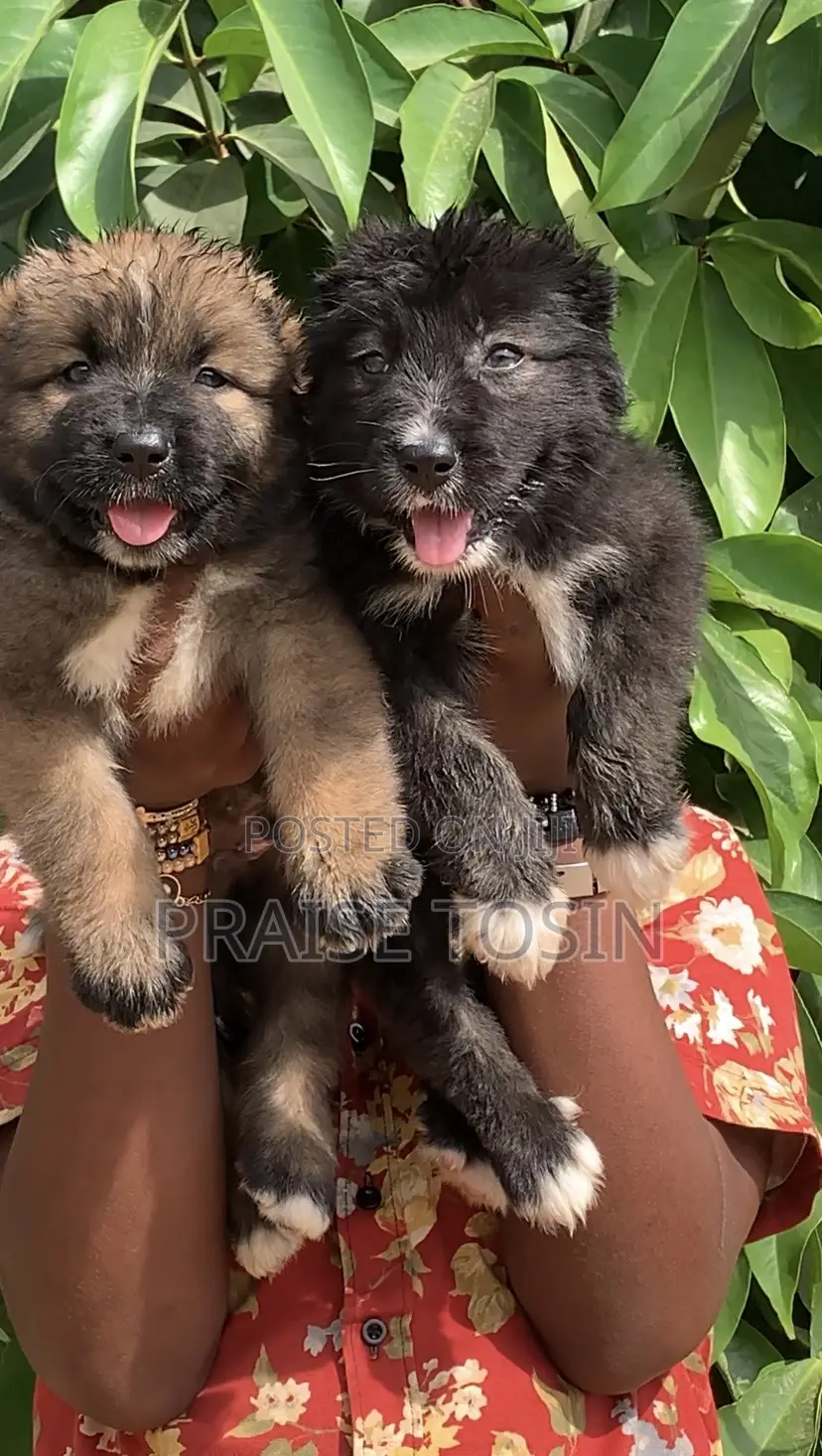 1-3 months Female Purebred Caucasian Shepherd