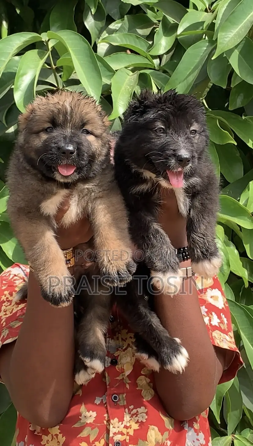 1-3 months Female Purebred Caucasian Shepherd