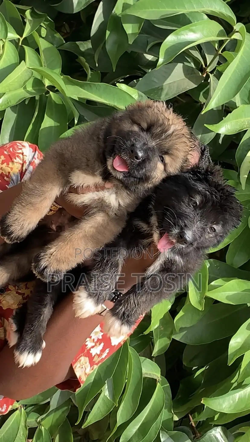 1-3 months Female Purebred Caucasian Shepherd
