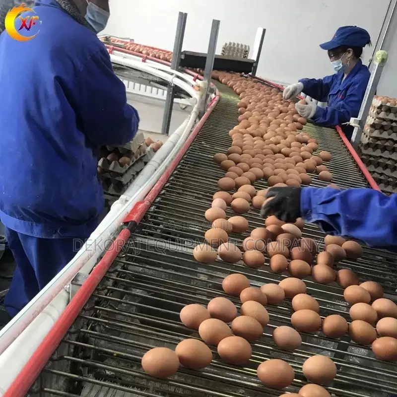 Auto Egg Laying System With Cage 120 Capacity