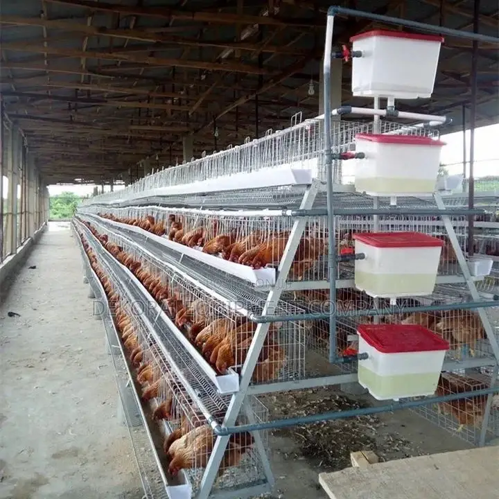 Exclusive 160-bird Galvanized Cage For Poultry Success