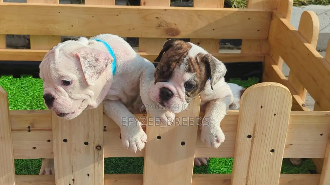 1-3 months Male Purebred Bulldog