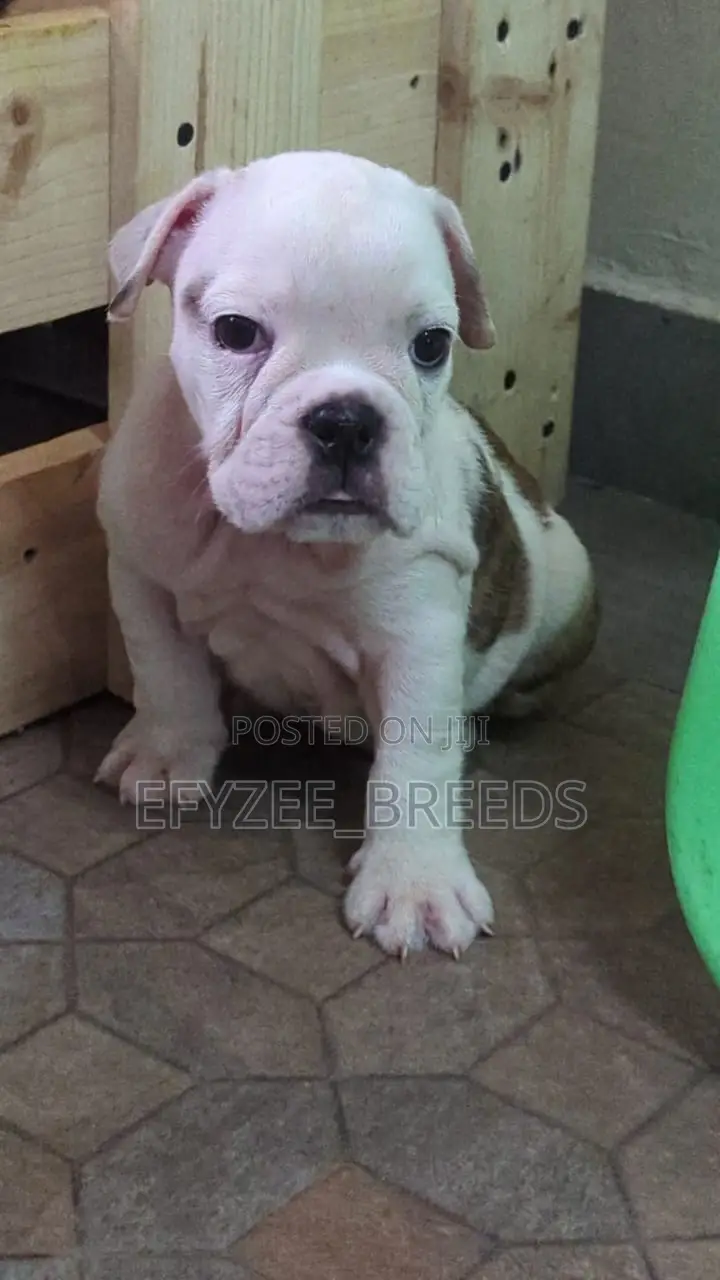 1-3 months Male Purebred Bulldog
