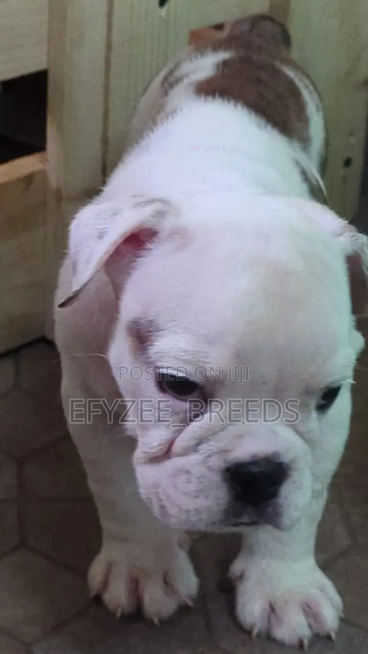 1-3 months Male Purebred Bulldog