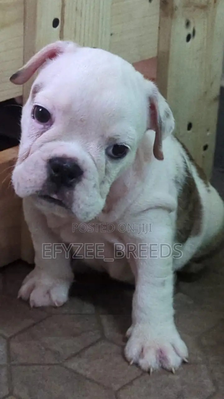 1-3 months Male Purebred Bulldog