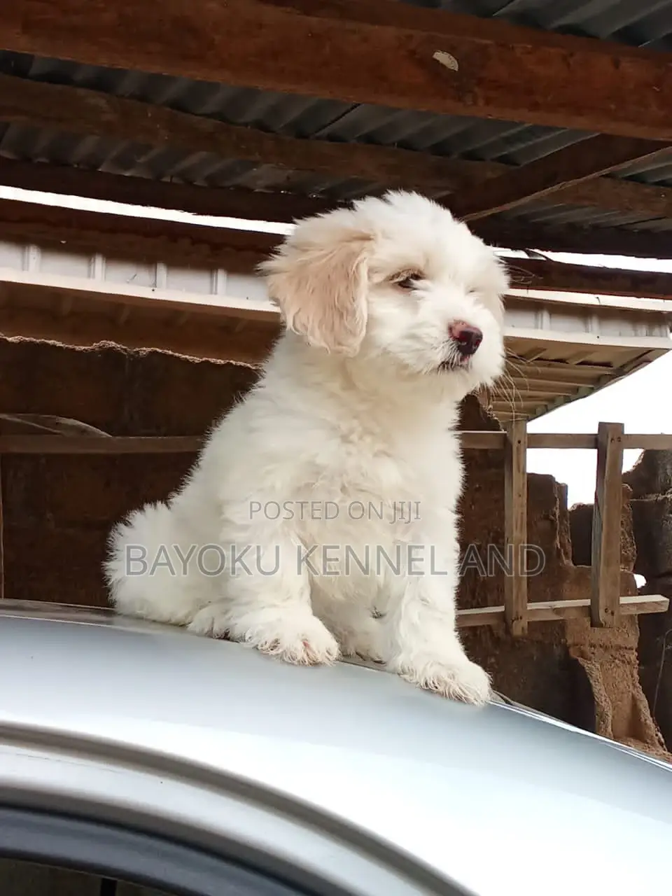 1-3 months Female Purebred Lhasa Apso