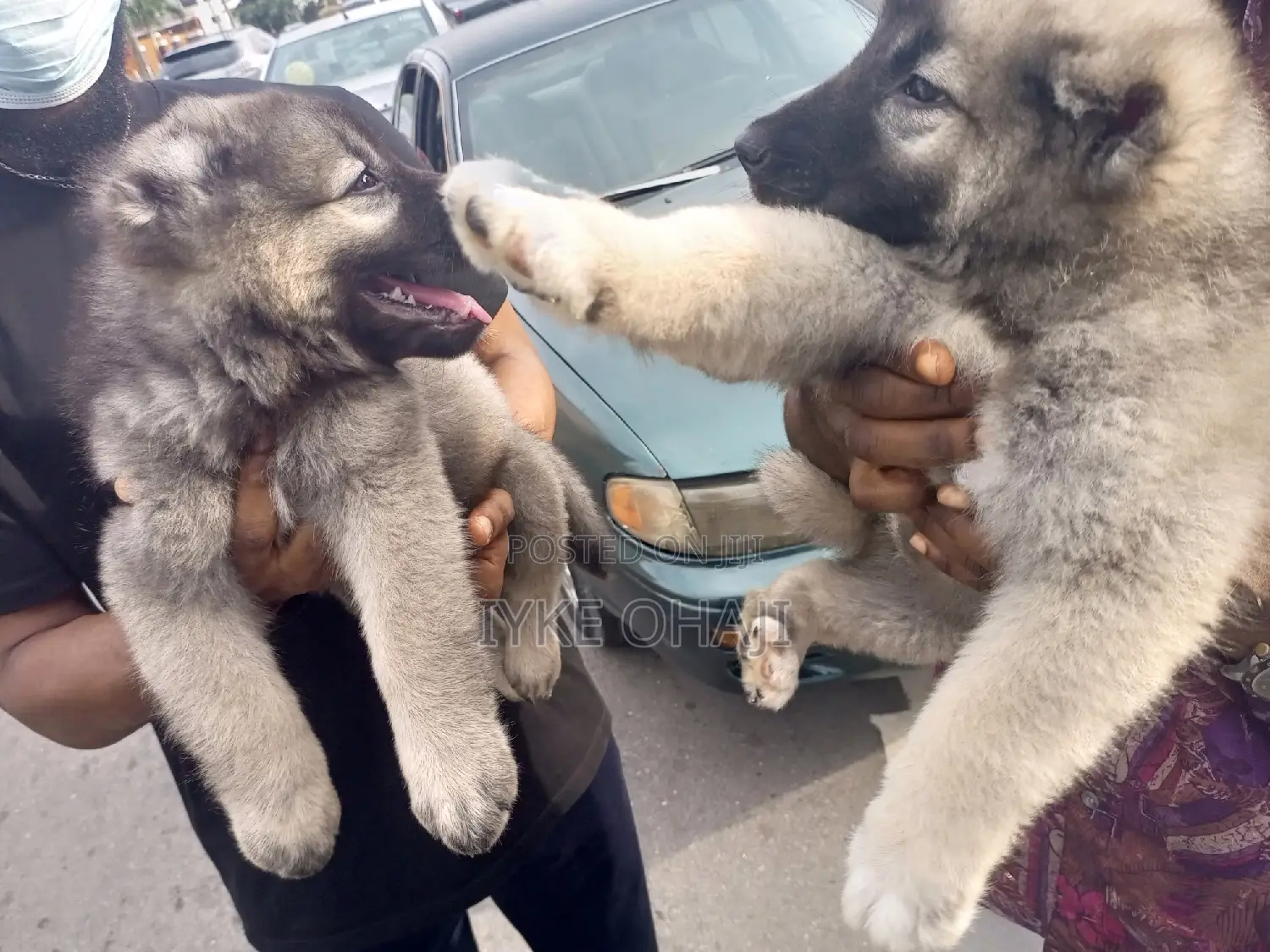 1-3 months Male Purebred Caucasian Shepherd