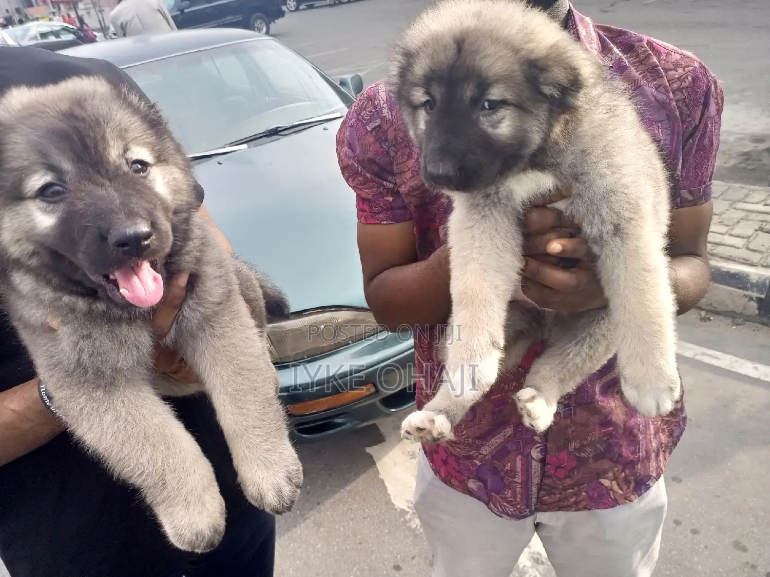 1-3 months Male Purebred Caucasian Shepherd