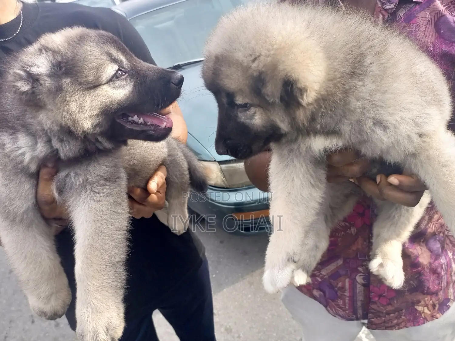 1-3 months Male Purebred Caucasian Shepherd