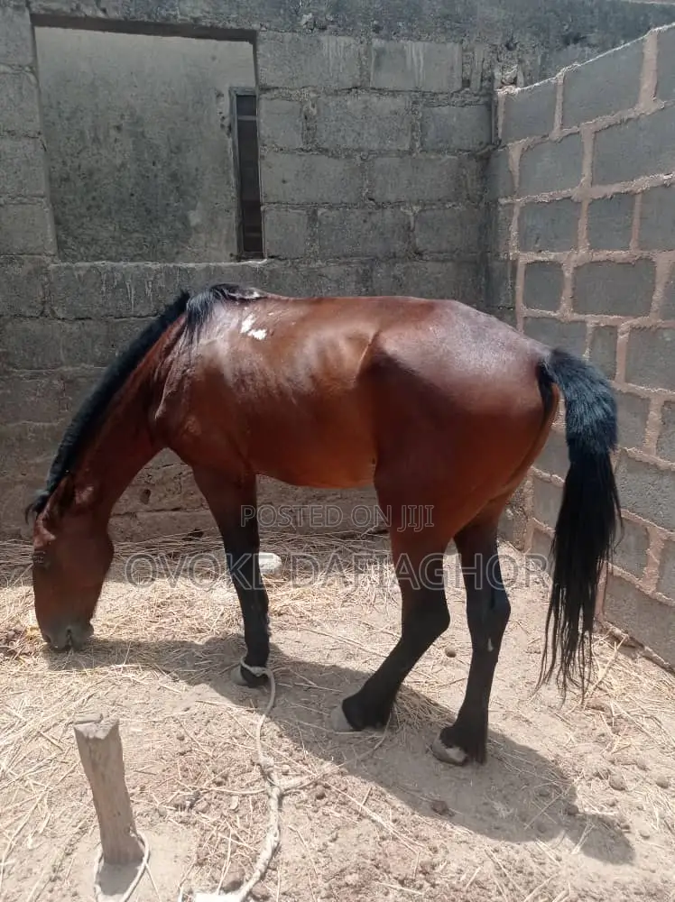 Exotic Horse