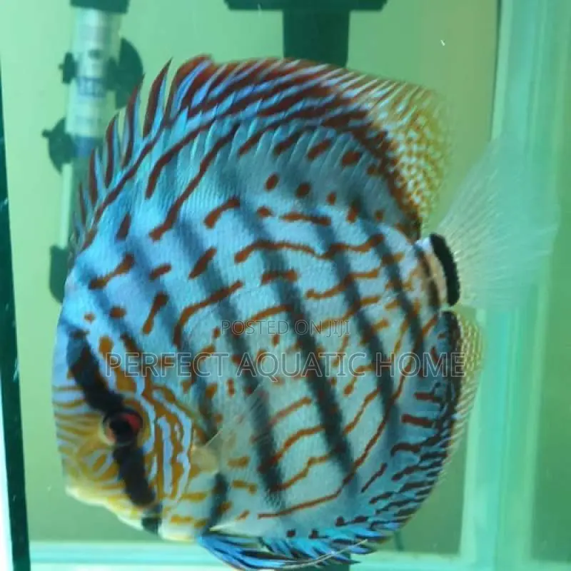 Discus Fish