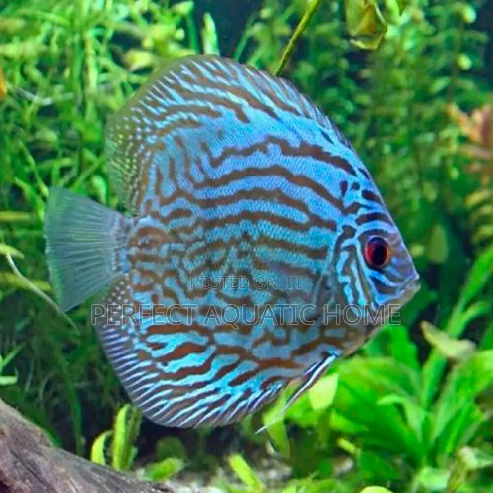 Discus Fish 8cm