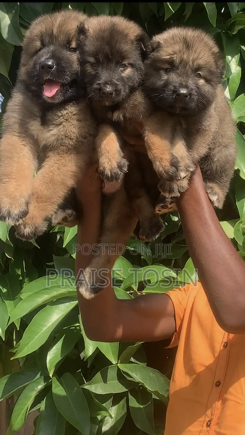 1-3 months Female Purebred Caucasian Shepherd