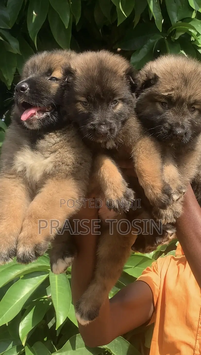 1-3 months Female Purebred Caucasian Shepherd