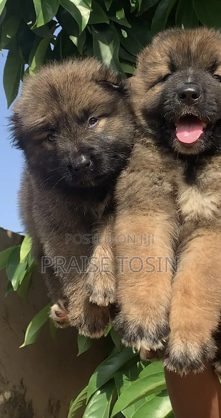 1-3 months Male Purebred Caucasian Shepherd