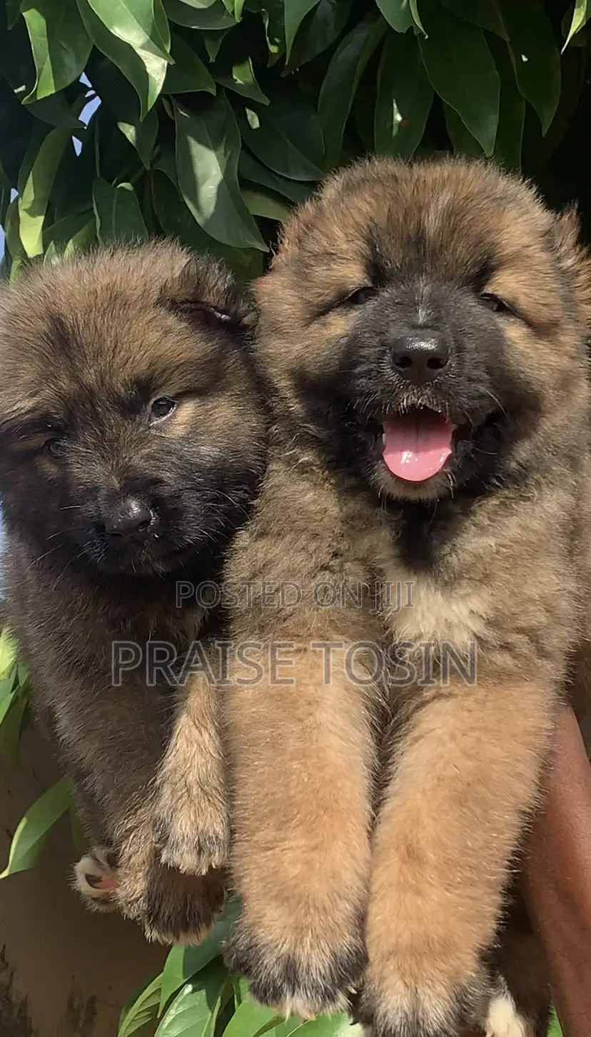 1-3 months Male Purebred Caucasian Shepherd