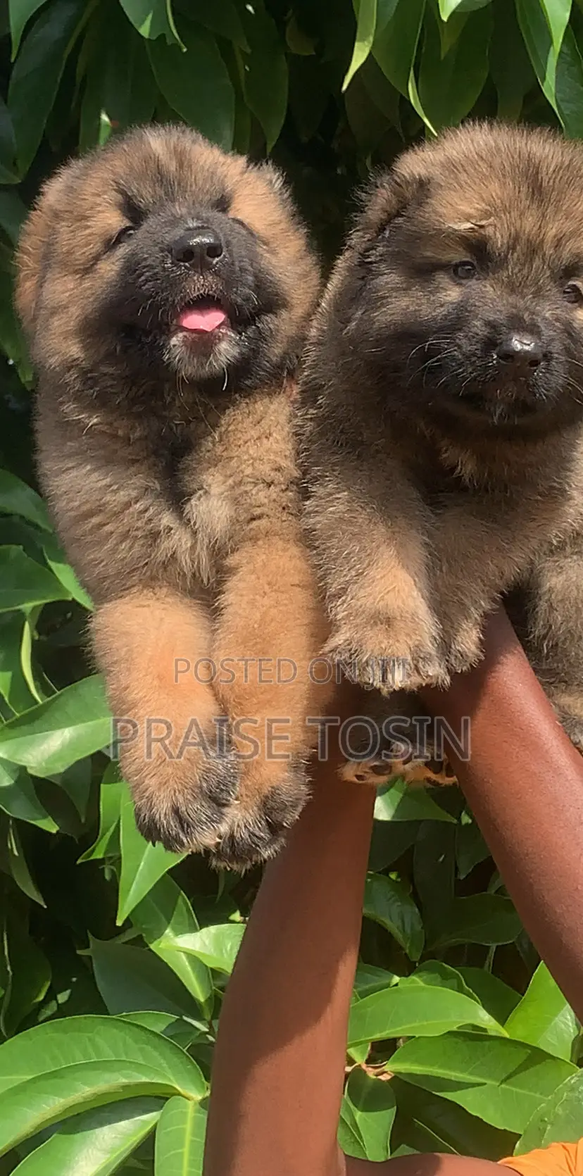 1-3 months Male Purebred Caucasian Shepherd