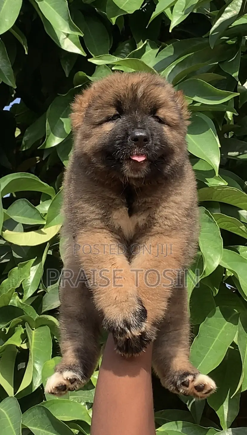1-3 months Male Purebred Caucasian Shepherd