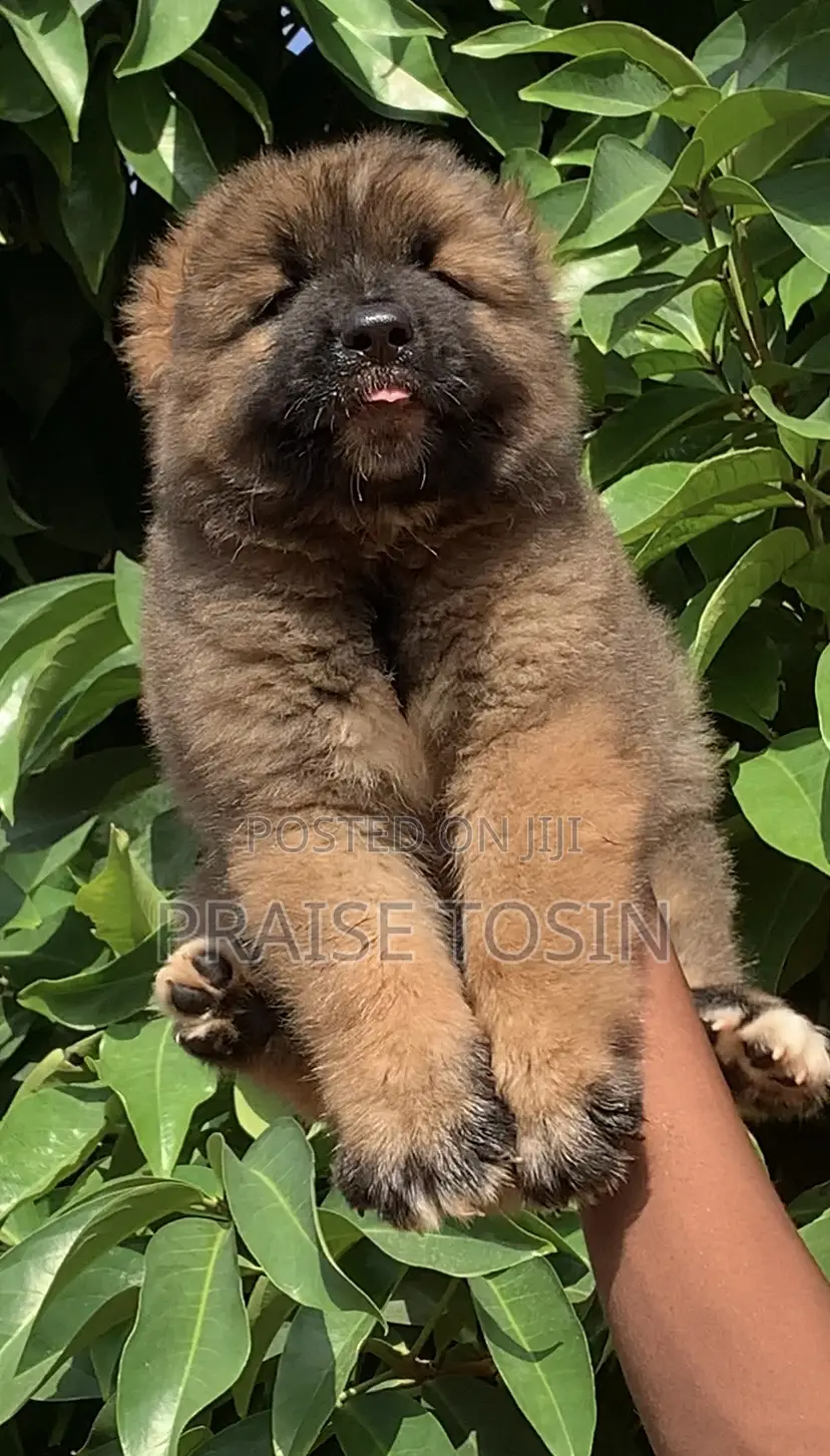 1-3 months Male Purebred Caucasian Shepherd