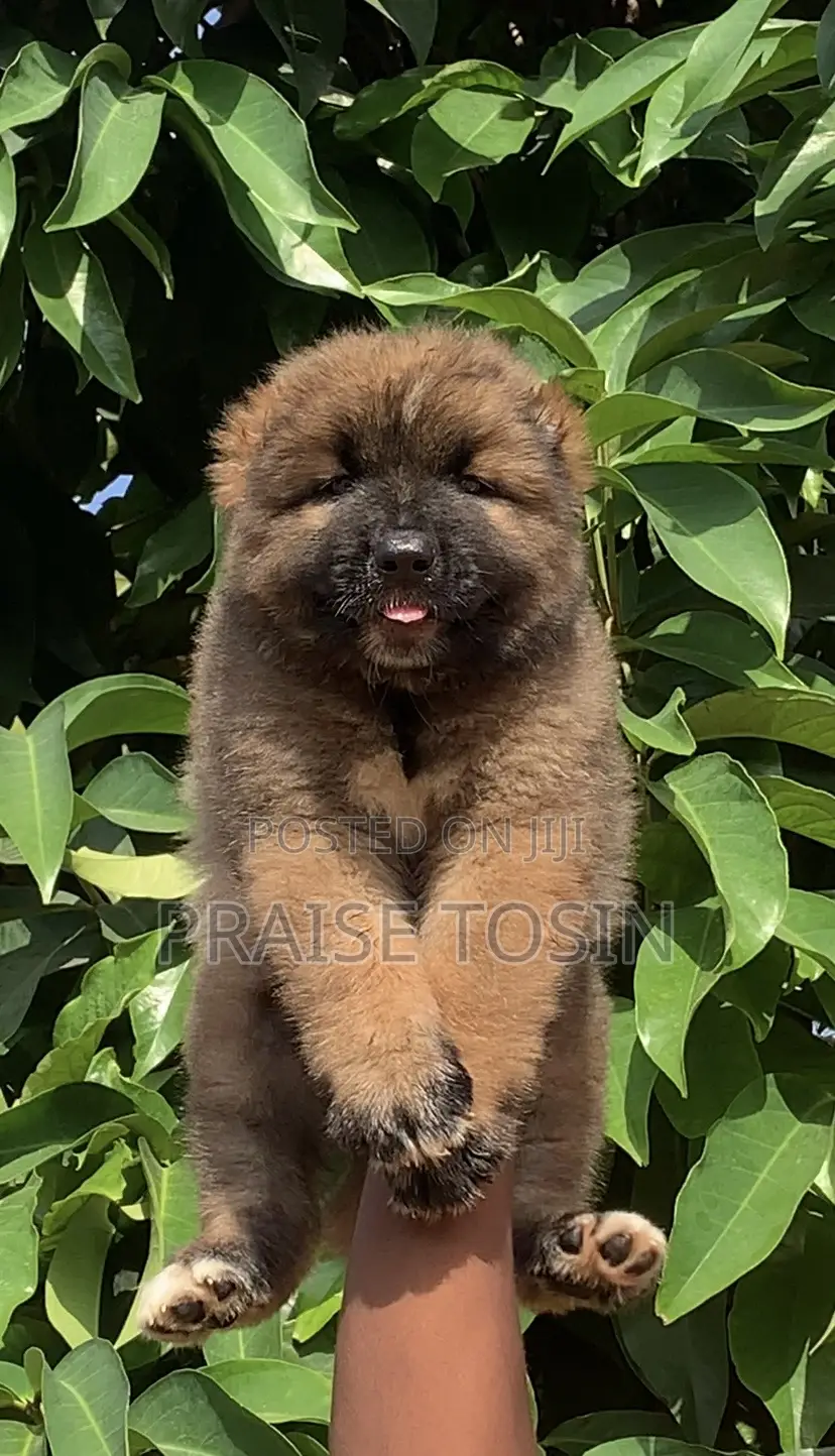 1-3 months Male Purebred Caucasian Shepherd