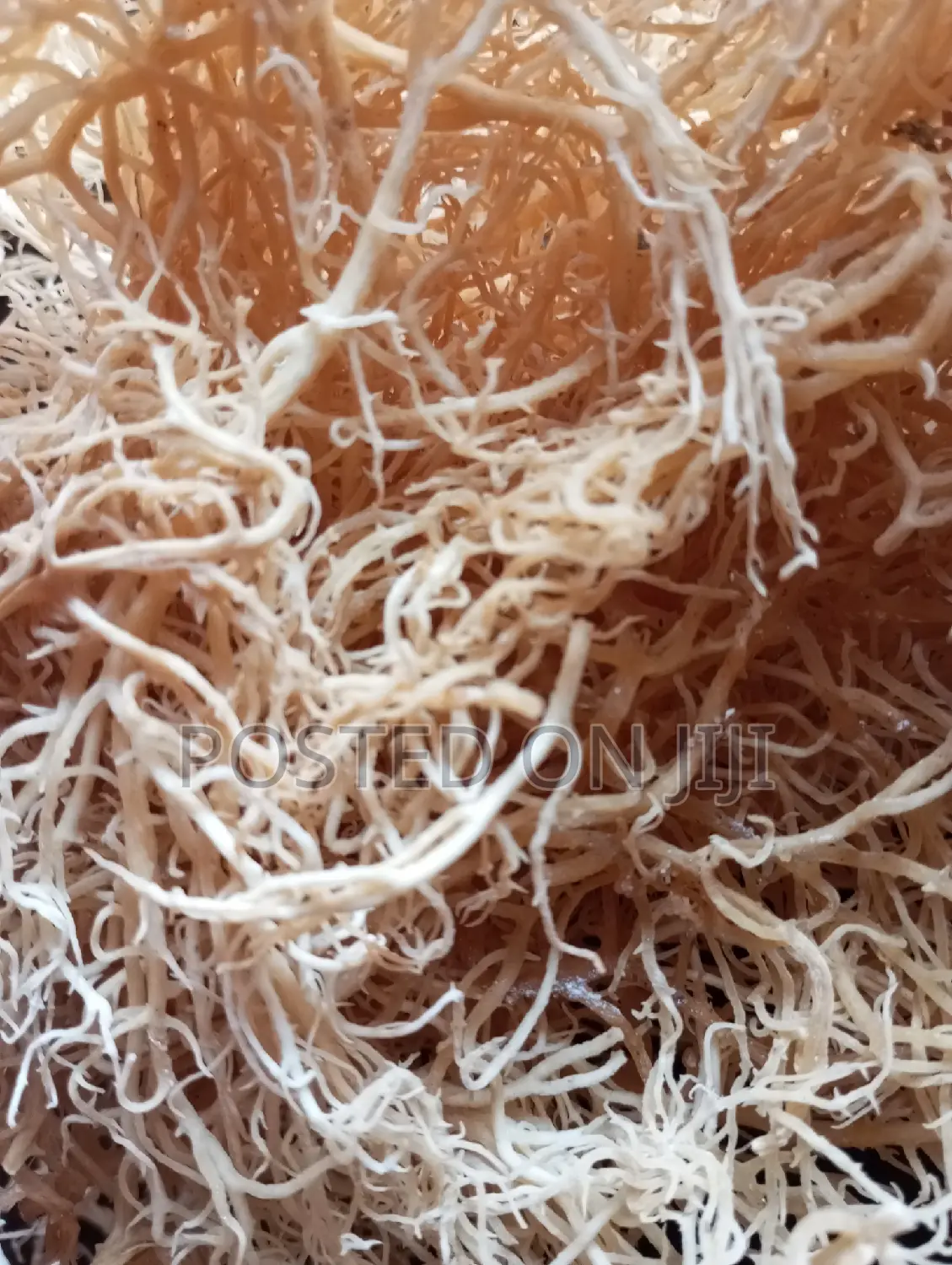 Sea Moss 100g
