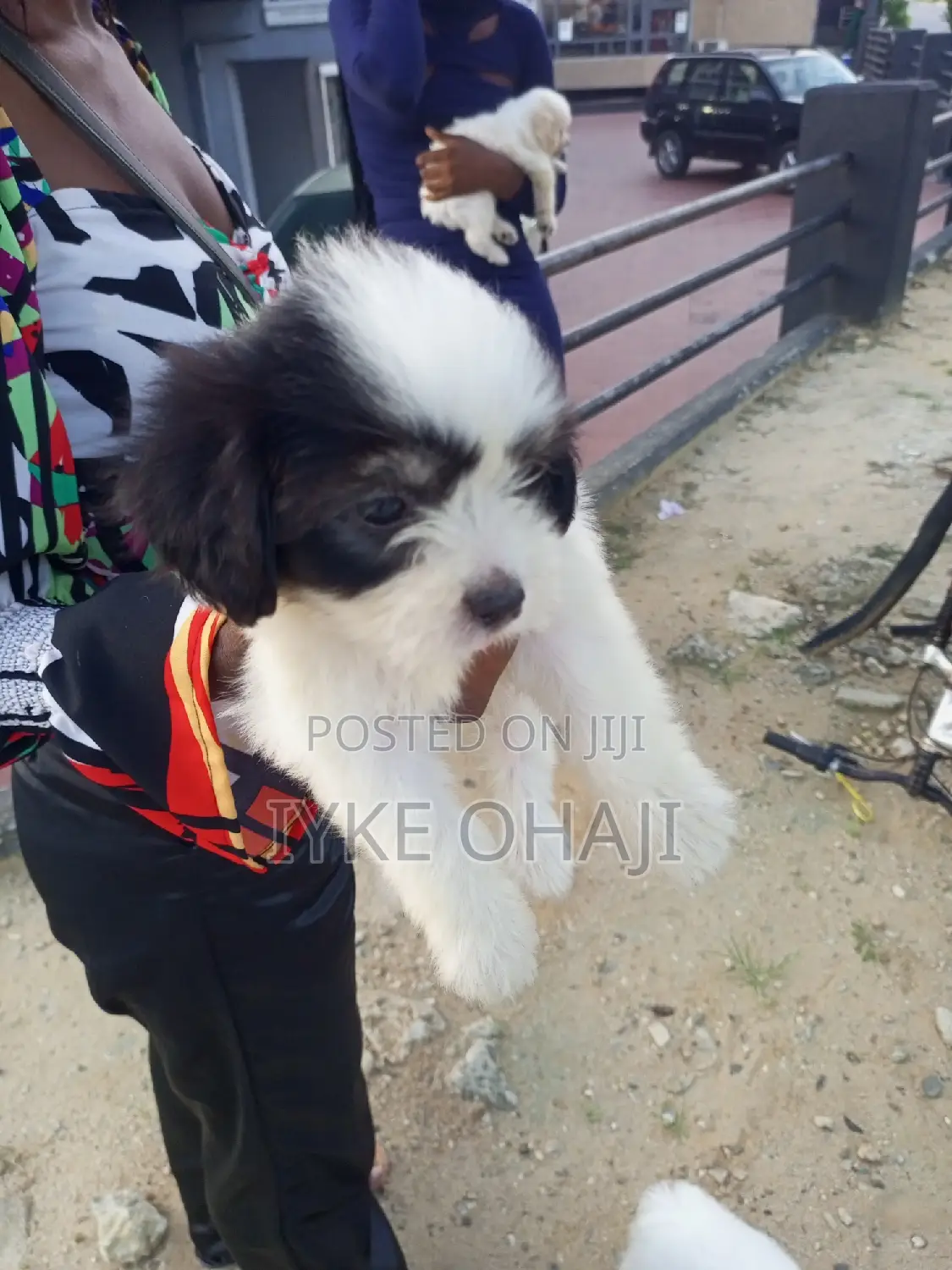 1-3 months Male Purebred Lhasa Apso