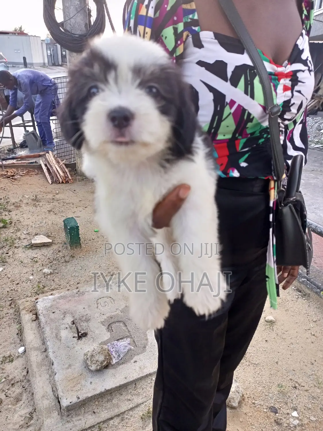 1-3 months Male Purebred Lhasa Apso
