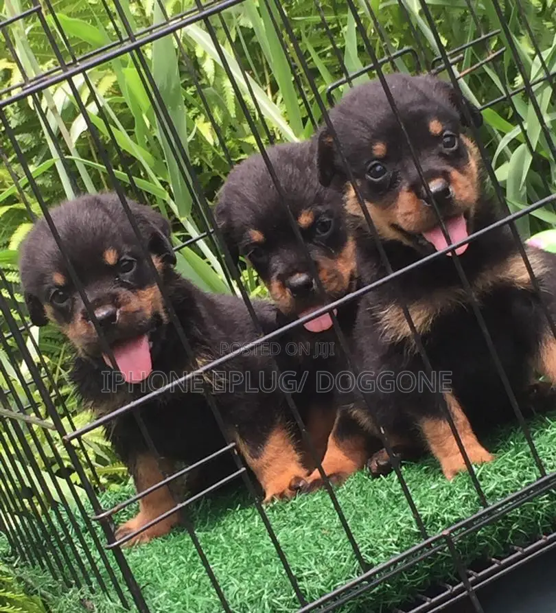 1-3 months Male Purebred Rottweiler