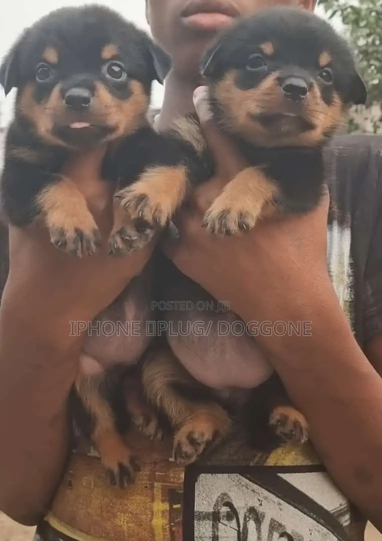 1-3 months Male Purebred Rottweiler