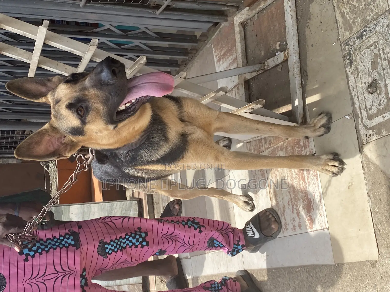 1+ year Female Purebred German Shepherd
