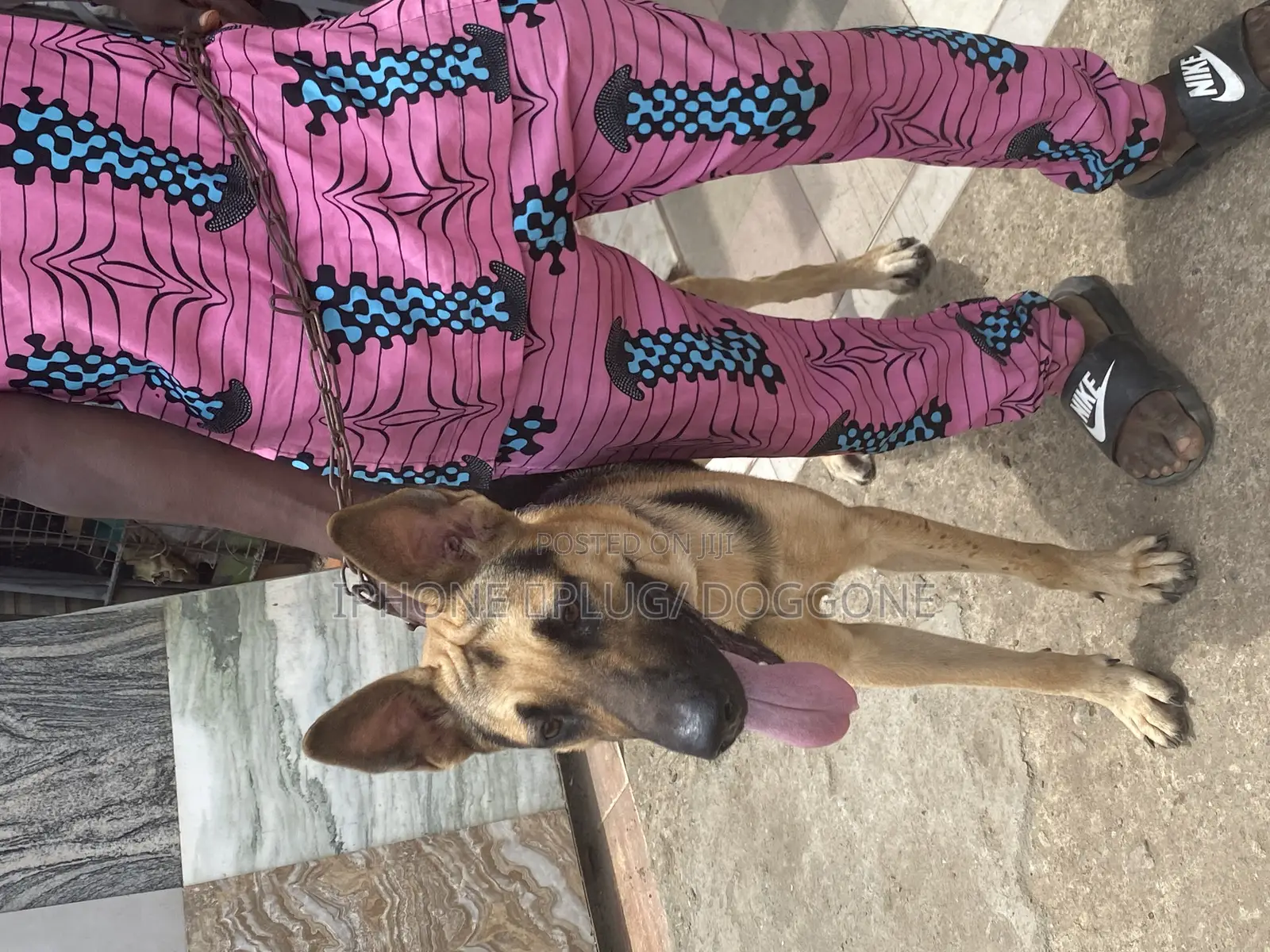 1+ year Female Purebred German Shepherd