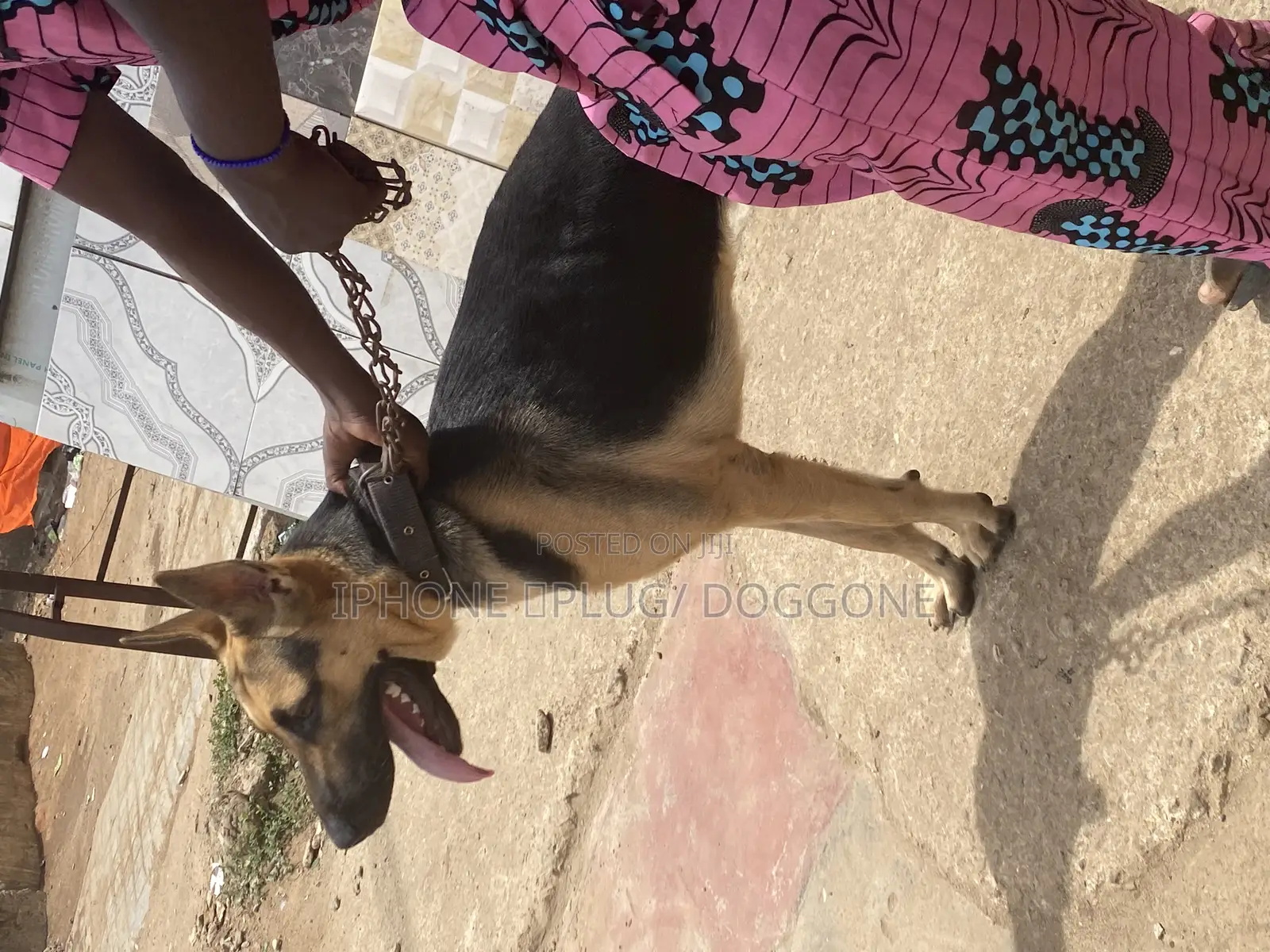 1+ year Female Purebred German Shepherd