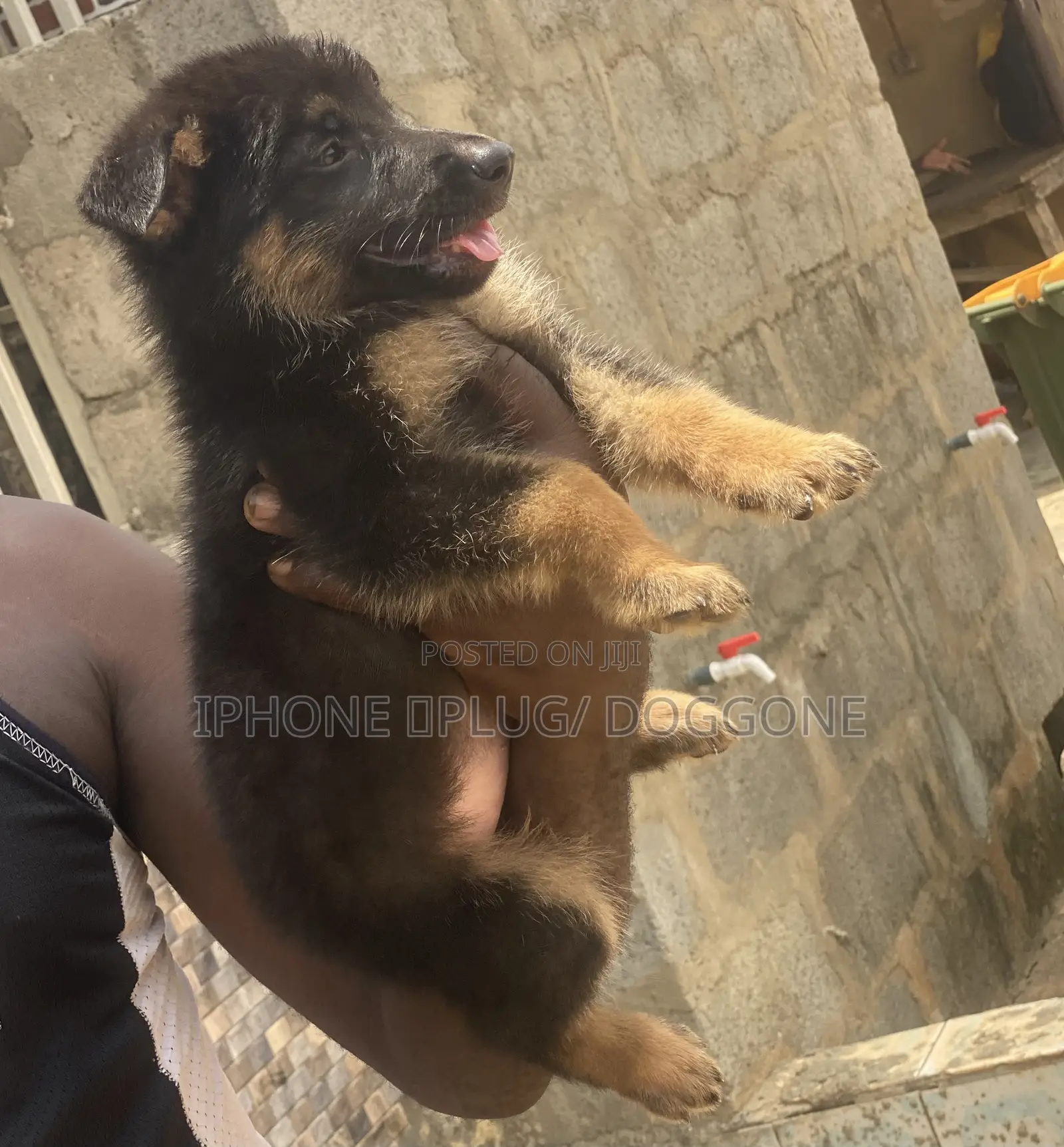 1-3 months Male Purebred German Shepherd