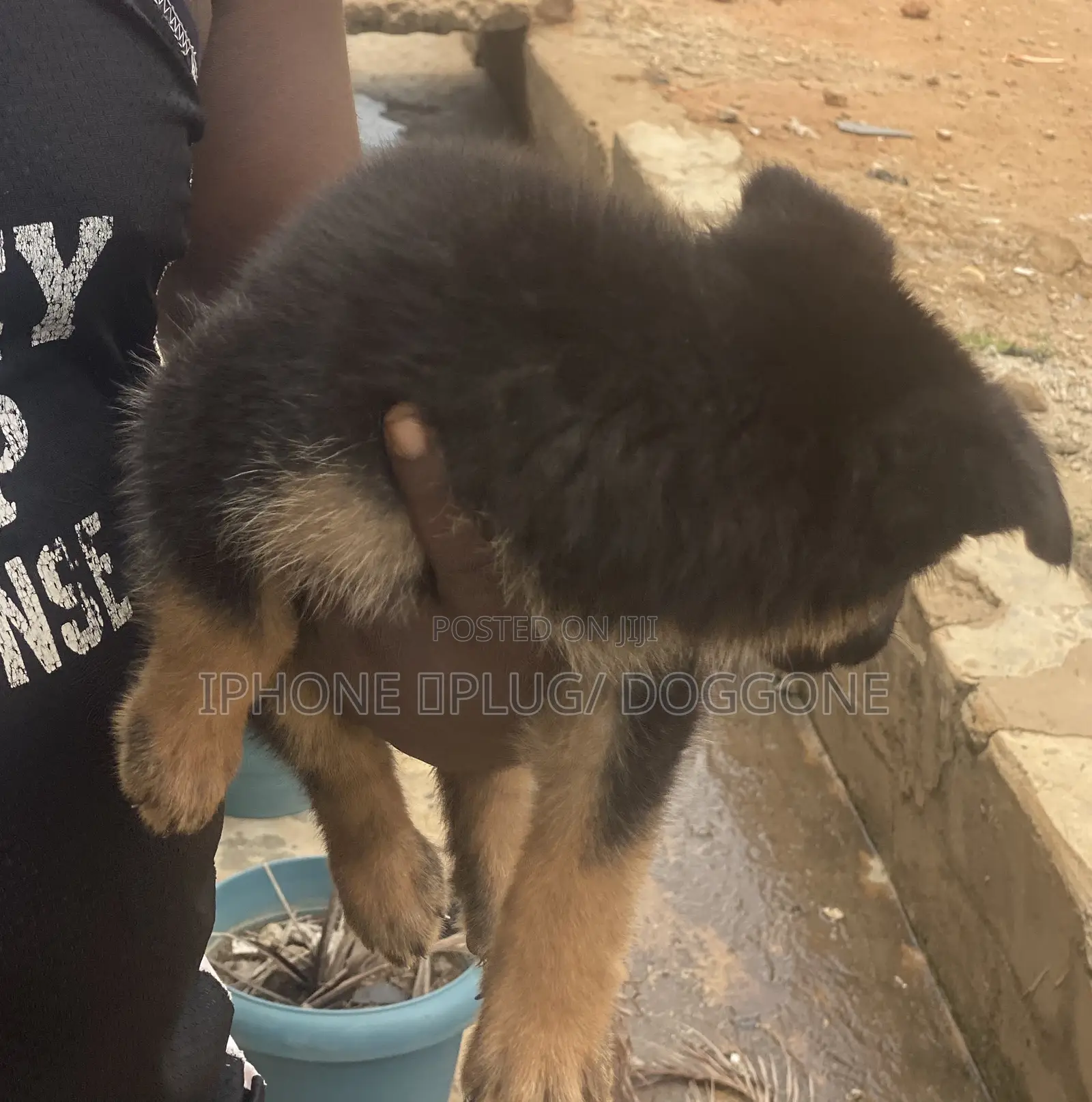 1-3 months Male Purebred German Shepherd