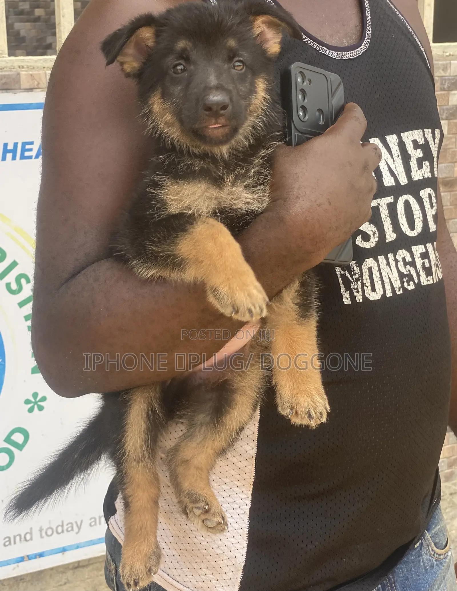 1-3 months Male Purebred German Shepherd