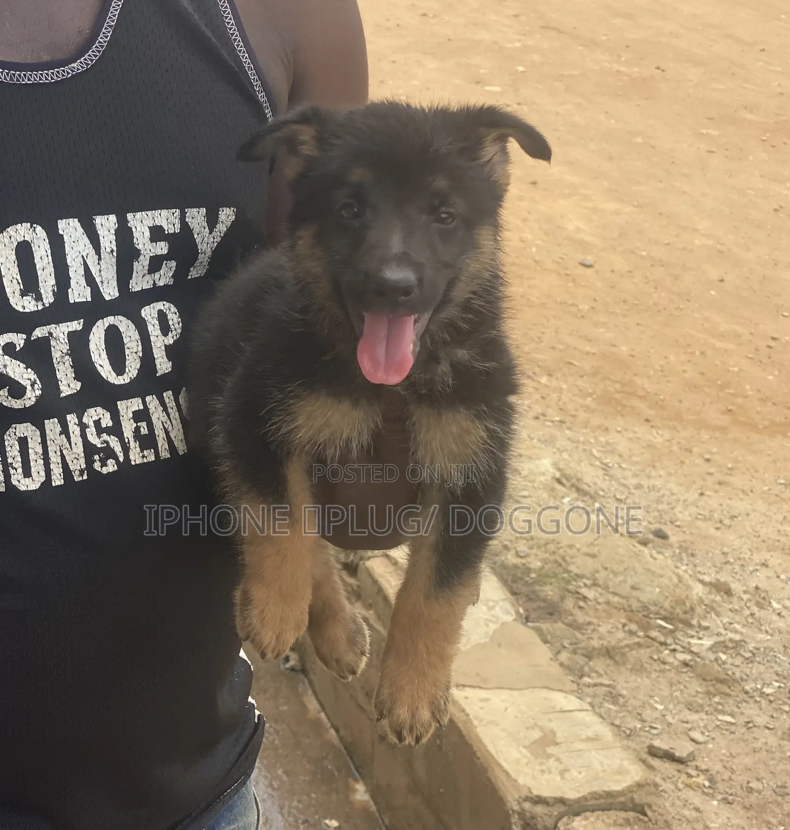 1-3 months Male Purebred German Shepherd