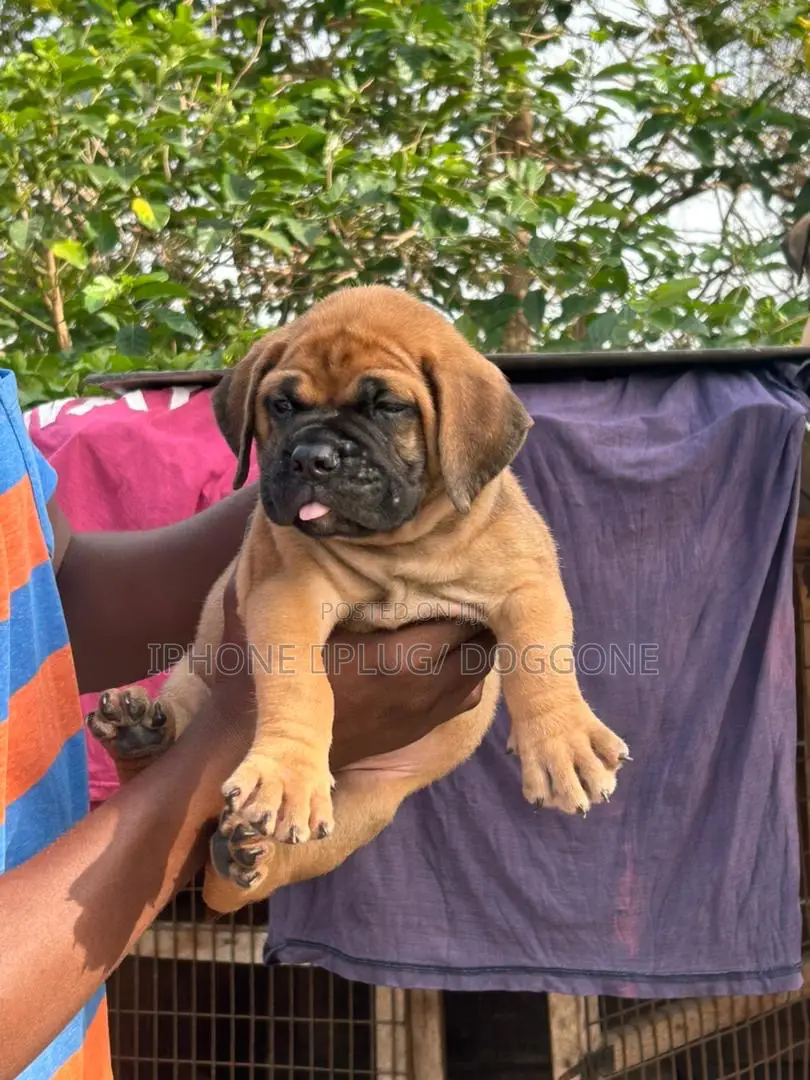 1-3 months Male Purebred Bullmastiff