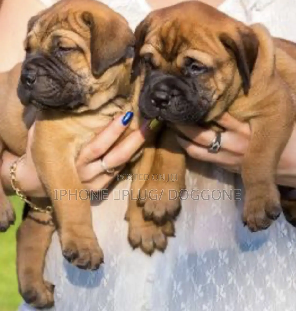 1-3 months Male Purebred Bullmastiff
