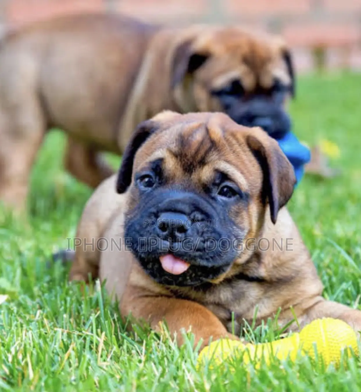 1-3 months Male Purebred Bullmastiff
