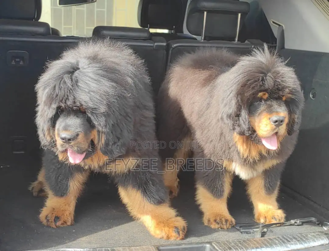 1-3 months Female Purebred Tibetan Mastiff