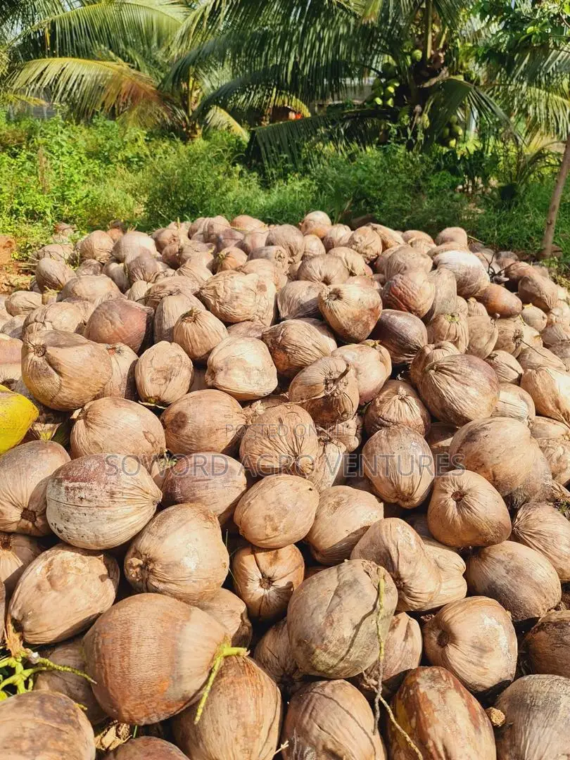 Hybrid Dwarf Coconut Seedlings