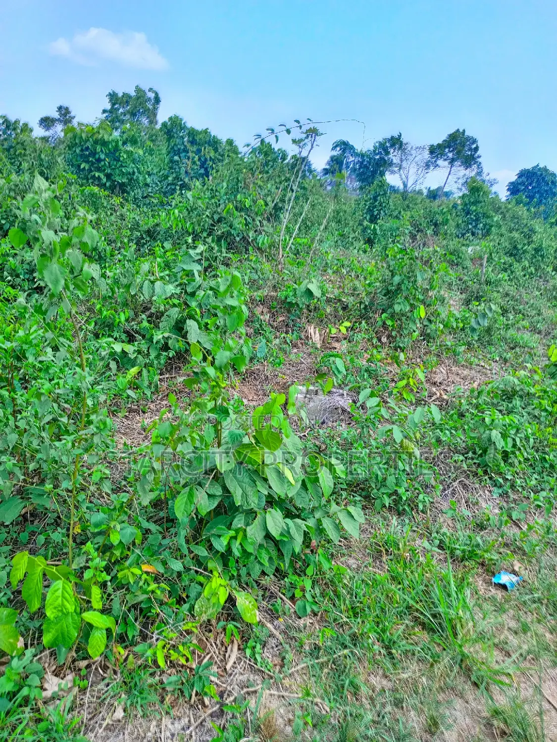 Farmland for Sale in Owode via Interchange by Isiun Junction