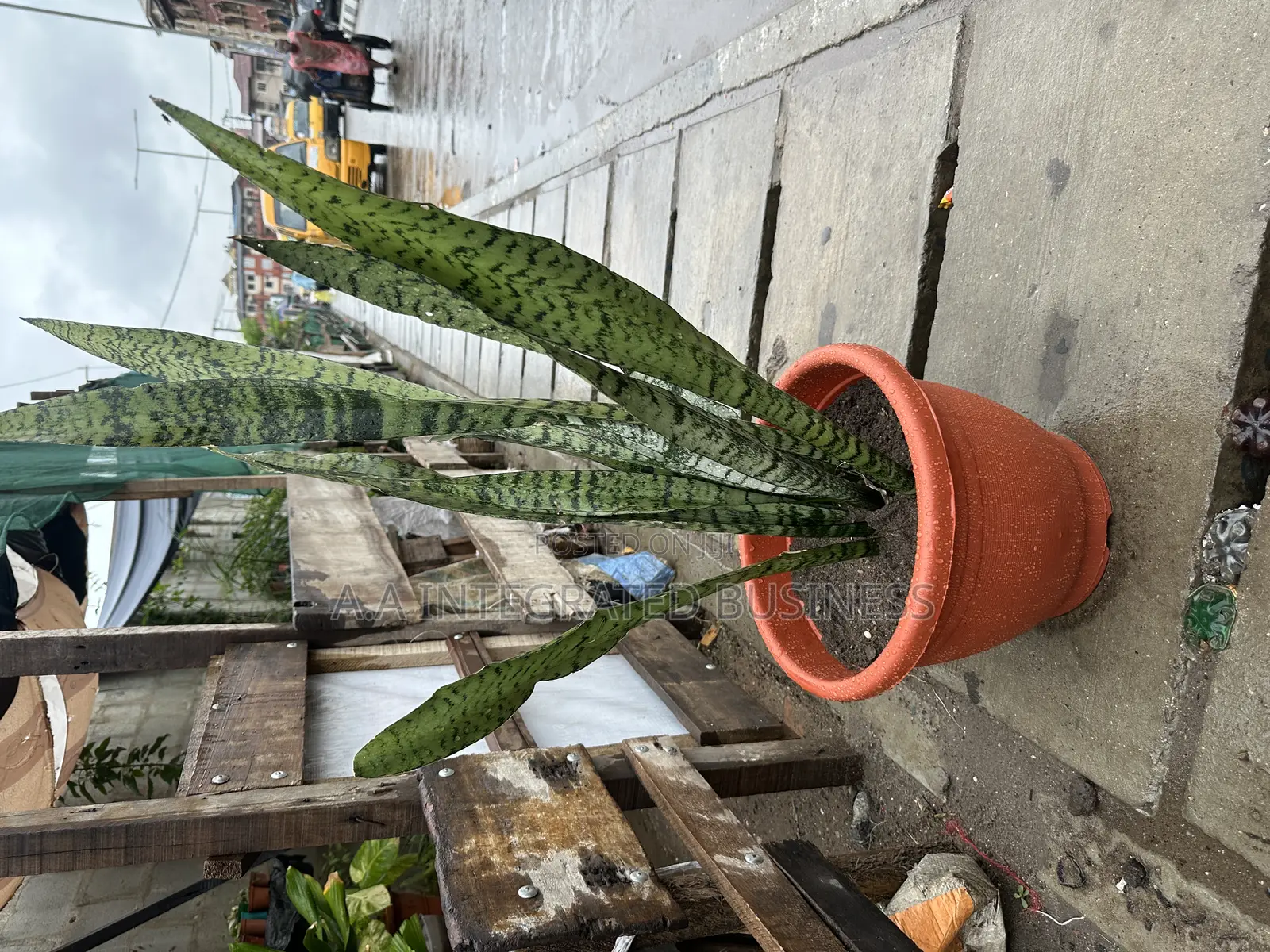 Snacks Plant and Pots